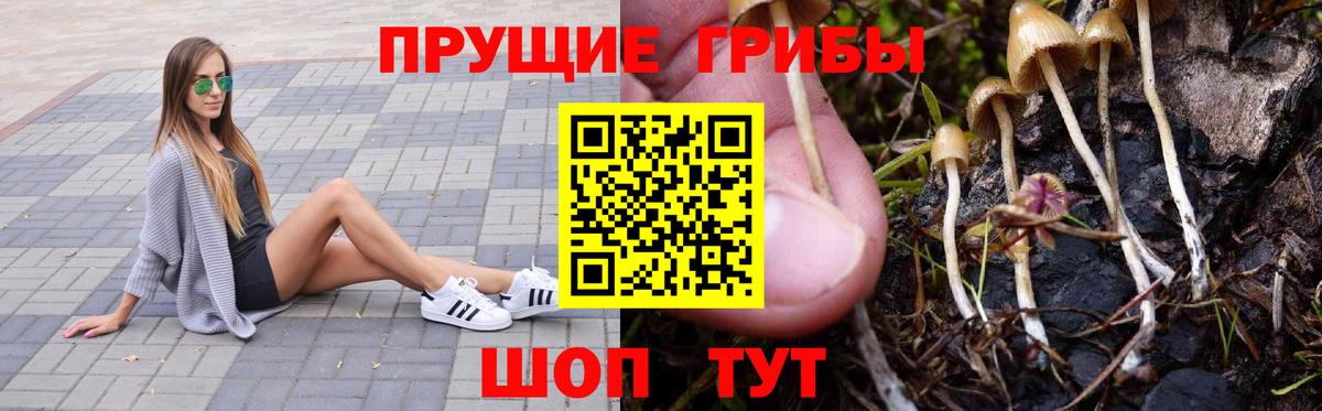 Галлюциногенные грибы Psilocybine cubensis Крымск
